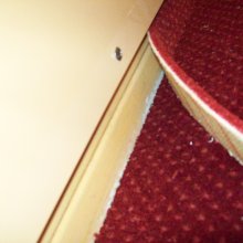 Chodov - pokládka koberce